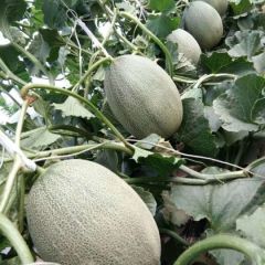 甜瓜 哈密瓜 西瓜 量大寻求商家