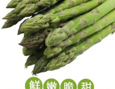 漳州种植基地、上海种植基地精品芦笋