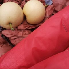 皇冠梨特产基地 客户至上，合作共赢