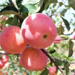 深州市冰糖心优质红富士