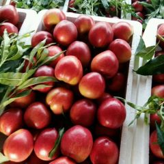 临朐大棚优质甜油桃