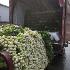 蔬菜产地芹菜大量上市