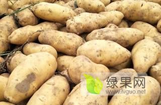荷兰十五土豆 个大