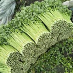 精品割根芹菜大量供货，50-70公分