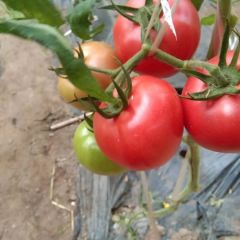 绿色有机普罗旺斯水果西红柿