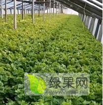 大量上市优质美国西芹0.8元