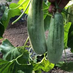 山东羊角蜜甜瓜产地