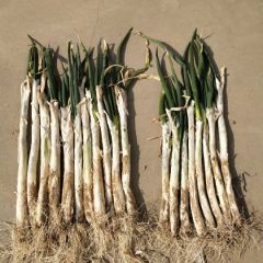 万荣大葱现在芽葱大量上市