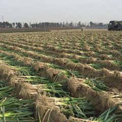 萧山大葱香甜可口,萧山李老板诚信合作