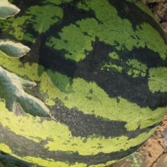 版纳甜王西瓜 甘甜可口 果香诱人