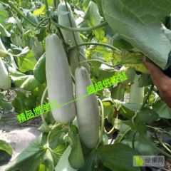 山东甜瓜即将上市，希望广大客商联系