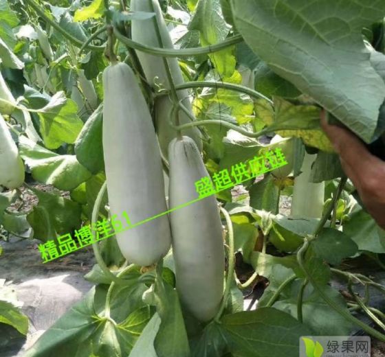 2020年山东莘县博洋系列价格
