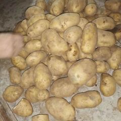 河北张家口，供应优质马铃薯种薯，各种品种，微型薯