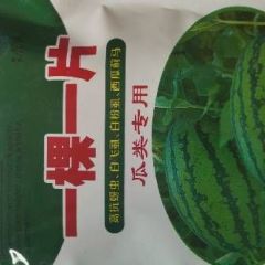 西瓜一棵丢一片蚜虱蓟马都不见，省力简单又方便