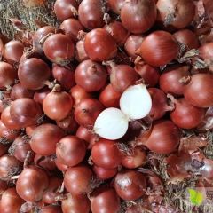 甘肃精品大黄葱，品种葱克罗基特长期出口，加工厂供应及代收