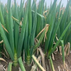 优质长白钢葱产地直销