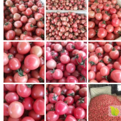 大量供应优质圣女果。