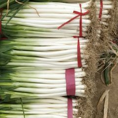 社旗县大葱上市，欢迎新老客户！