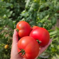 口感番茄种子戴安娜种子西红柿种子