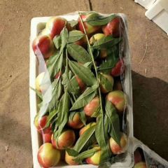 油桃产地大量上市 中油4号 5号 专线物流 质优价廉