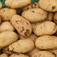 山东肥城四模棚土豆大量上市