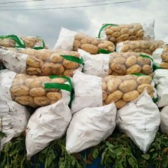 供应大量荷兰中薯土豆 山东土豆基地产地