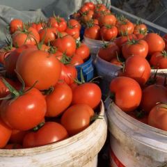 寿光市稻田镇大红西红柿上市了