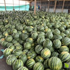 西双版纳8424西瓜