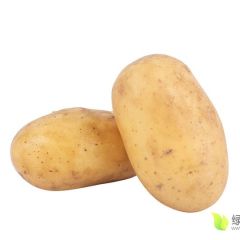 沙地黄皮黄心土豆