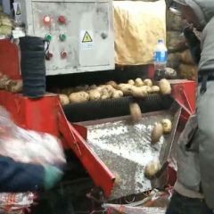 【自家种植】【黄壤商品薯】【可干洗】【形好】