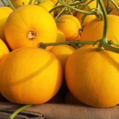 伊莉莎白甜瓜蜜甜