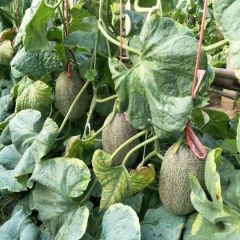 西周蜜17，哈蜜甜瓜降价中