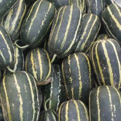 博洋九一甜瓜口感好