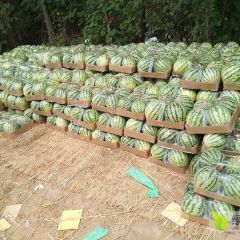 河南夏邑8424，美都西瓜
