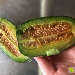 大量供应羊角蜜、博洋9、博洋61