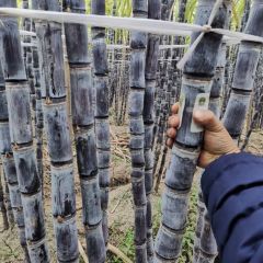 玉林市三滩镇黑皮甘蔗5角一斤