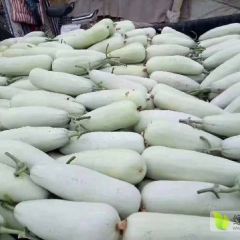 山东博洋甜瓜 大量供应博洋61 博洋9 大量现货