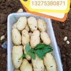 荷兰十五新土豆大量上市，质量一等