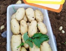 荷兰十五新土豆大量上市，质量一等