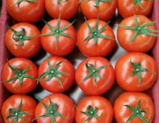 西红柿 专业销售 欢迎预订