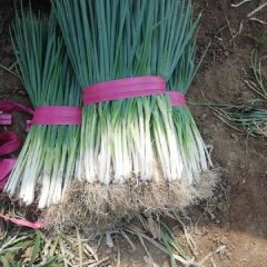 我露成农场常年有分葱出售，欢迎采购