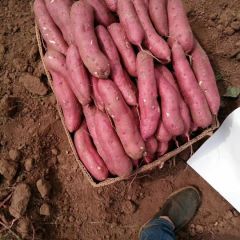 凌海早丰地瓜常年有货