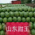 甜王，京欣，早春红玉，山东西瓜