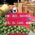 潍坊市寒亭区L600，墨童，甜王，早春红玉，2k西瓜