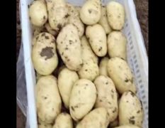 山东肥城春季土豆大量供应