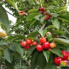 大樱珠 黄蜜上市了