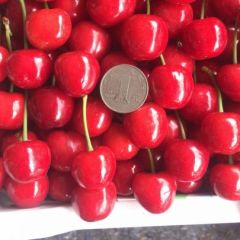 大樱珠红灯果上市了