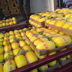 山东省莘县甜瓜生产基地