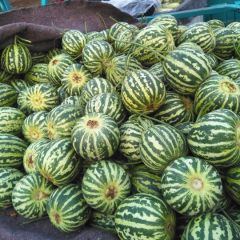 山东莘县洋香瓜生产基地