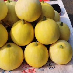 临沂市费县优质脆皮甜瓜，新甜二十，甜王等大量上市